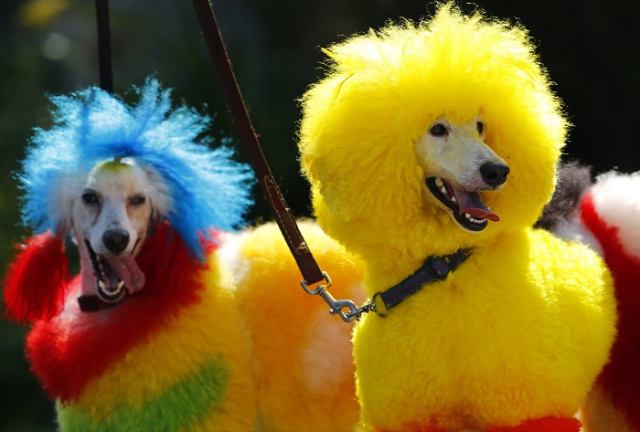 2ª Cãominhada da Diversidade integra programação da Parada LGBT de São Paulo