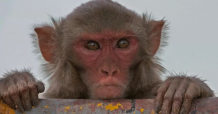 No Caribe, macacos preferem sexo gay do que hétero