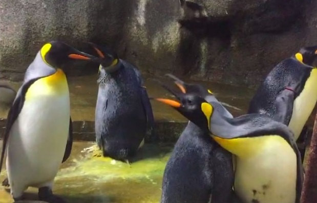 Casal gay de pinguins rouba bebê dos pais no zoológico de Odense, Dinamarca
