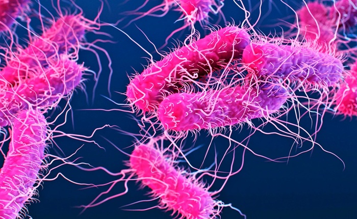 Shigella aumenta dentre gays 